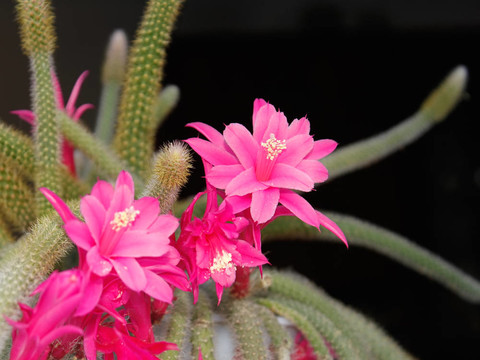 鼠尾仙人掌開花