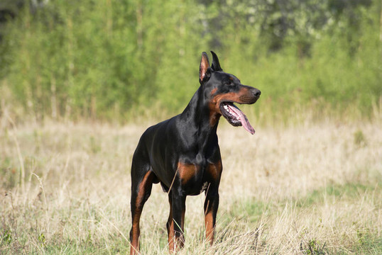 杜賓犬