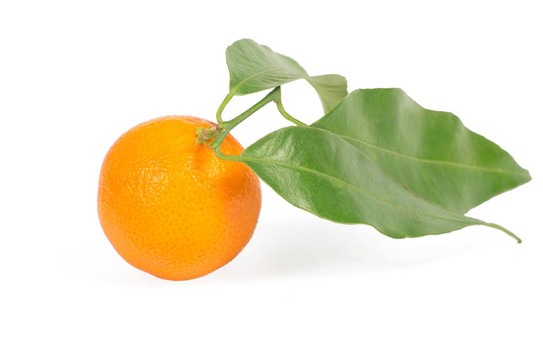 Tangerine夜店的綠色葉子白色隔離