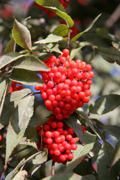 枝紅接骨木