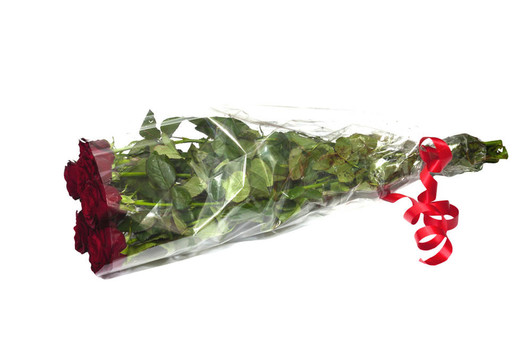 白色背景上美麗的紅玫瑰