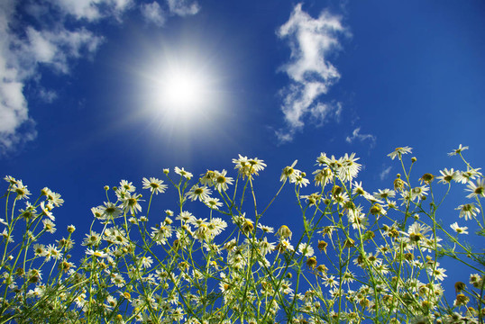 camomiles