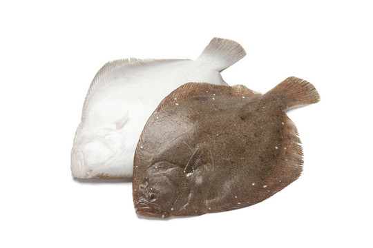 一個布里爾魚前后