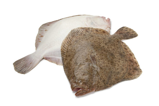 魚(yú)的新鮮多寶魚(yú)雙