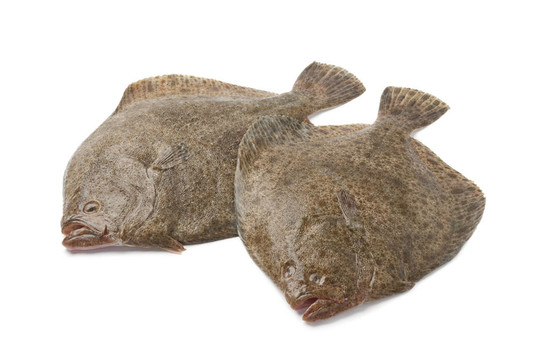 魚的新鮮多寶魚雙