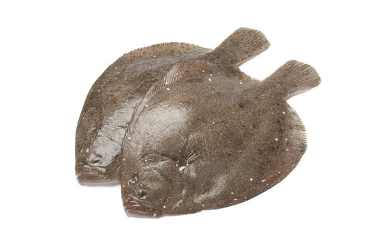 布里爾對魚新鮮
