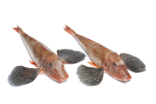 魚紅盆魴魚