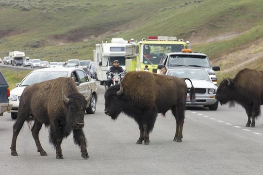 野牛在Yellowstone