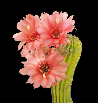 紅花仙人掌