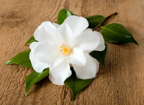 山茶花