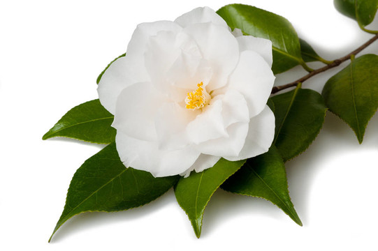 山茶花