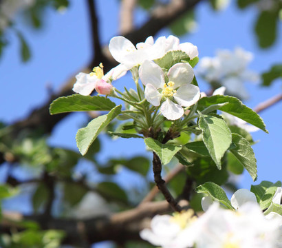 蘋果花
