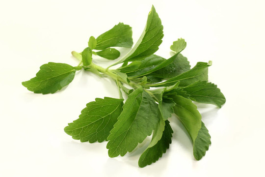 甜葉菊