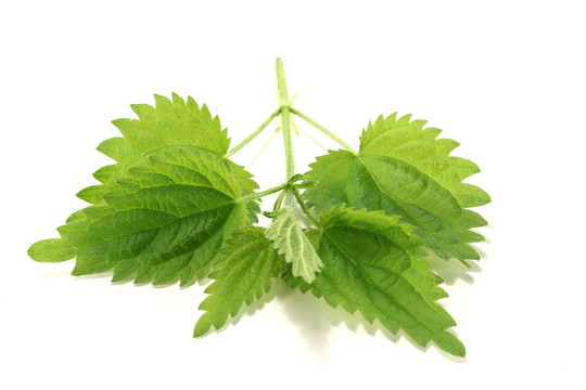 綠色的蕁麻