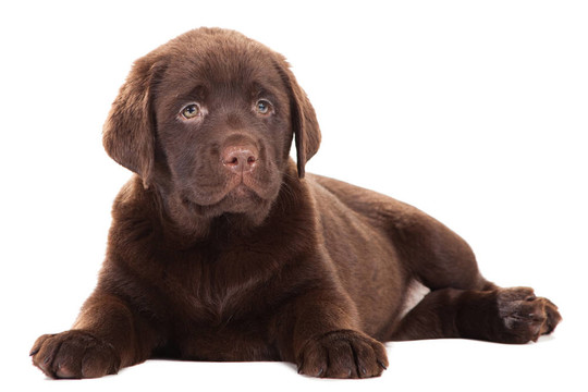 獵犬在孤立的白巧克力