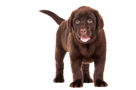 獵犬在孤立的白巧克力