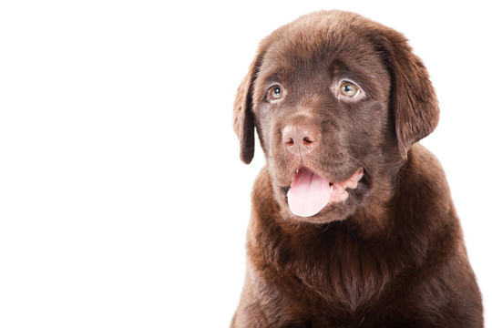 靠近巧克力獵犬的肖像