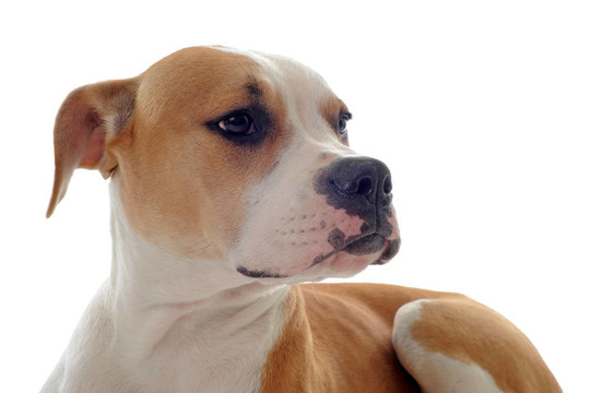美國斗牛犬