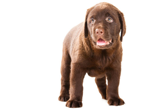 獵犬在孤立的白巧克力