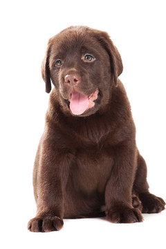 獵犬在孤立的白巧克力
