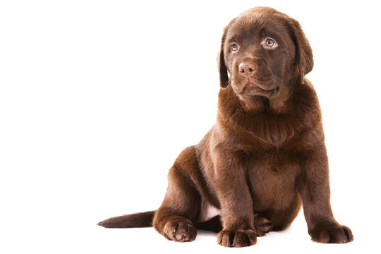 獵犬在孤立的白巧克力