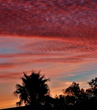 美麗的夕陽紅