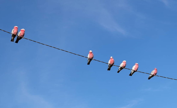 Galah（Cacatua roseicapilla）的鳳頭鸚鵡。奧伯倫。新南威爾士州。澳大利亞。
