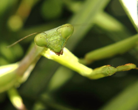 螳螂