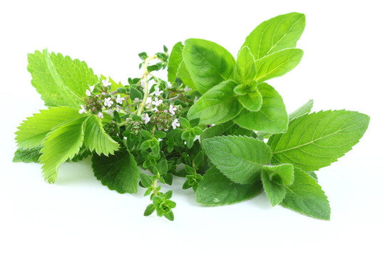 綠色草本植物