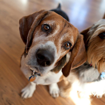 比格犬頭部傾斜