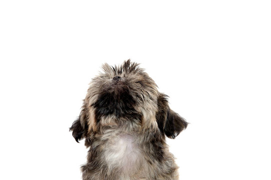 Shih Tzu的小狗