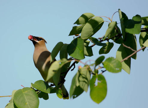 雪松太平鳥(niǎo)