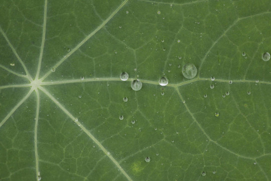 水滴的綠葉