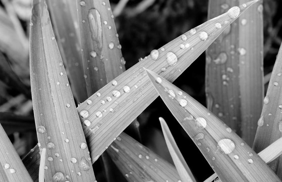 無色的雨滴