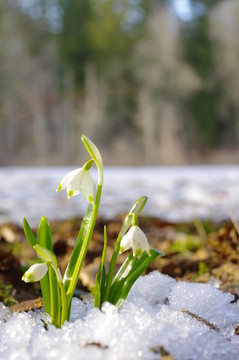 雪花蓮