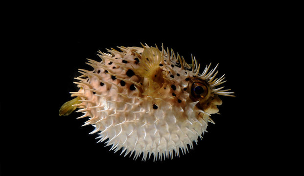 膨脹的河豚魚
