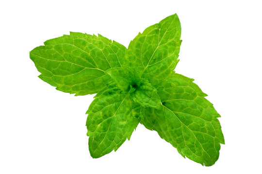 對(duì)圓葉薄荷片