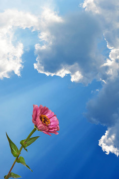 Flower Zinnia和天空