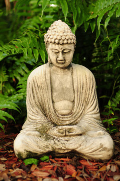 如來(lái)佛祖與背景中的蕨類(lèi)植物沉思