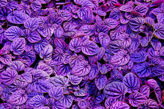 葉背景的抽象