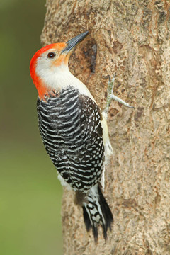 雄性紅腹Woodpecker