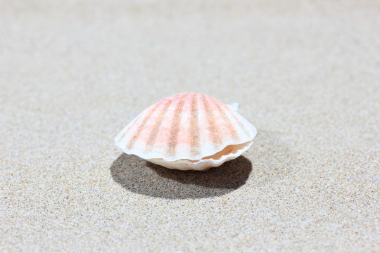 在加勒比海灘的貝殼；關(guān)閉