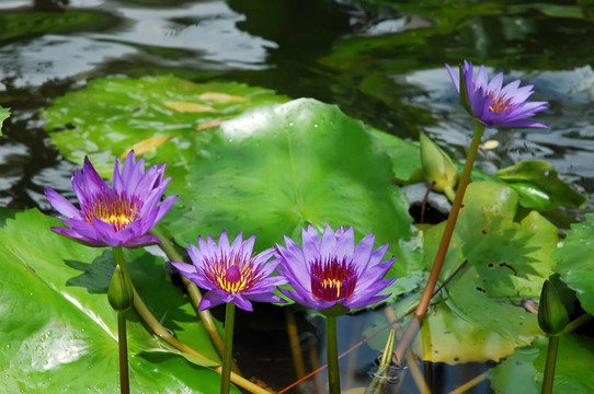 蓮花