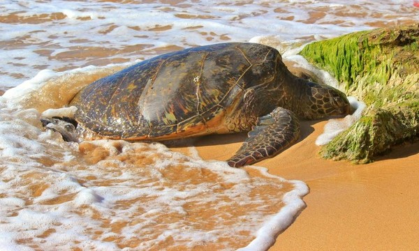 海龜