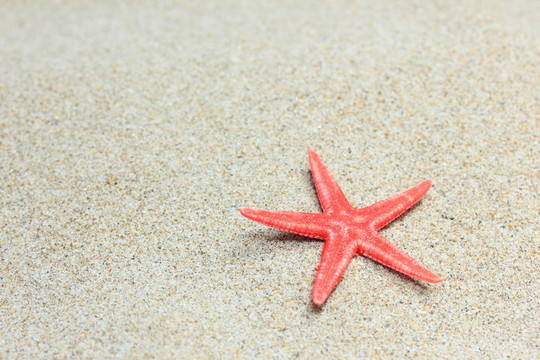海灘上的貝殼