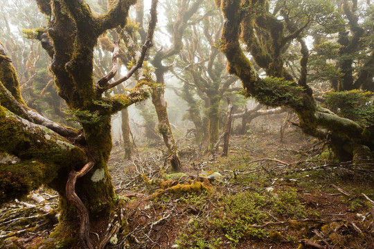 原始山地雨林馬爾堡；NZ