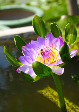 蜂蓮花