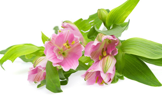 小蒼蘭花芽分支；