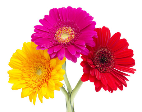 Gerber Daisy孤立在白色背景