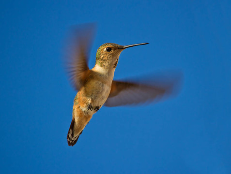 蜂鳥在飛行